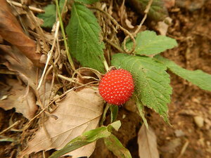 DSCN7915.JPG