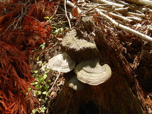 DSCN2464.JPG