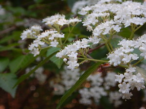 DSCN7225.JPG