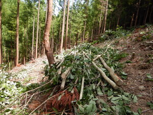 DSCN0408.JPG