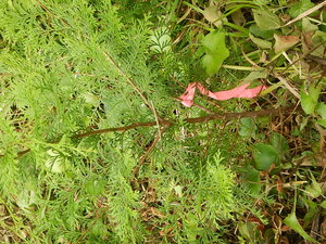 DSCN8884.JPG