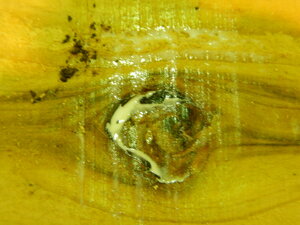 DSCN9802.JPG