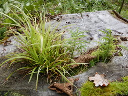 DSCN9950.JPG