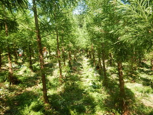 DSCN9501.JPG