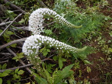 DSCN0468.JPG