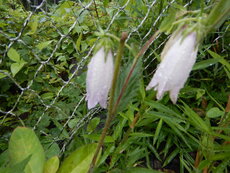 DSCN0500.JPG