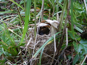 DSCN0653.JPG
