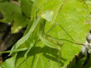 DSCN0810.JPG