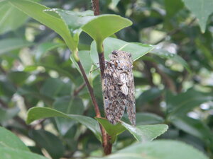 DSCN1043.JPG