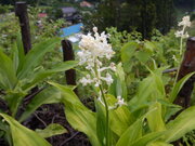 DSCN1295.JPG