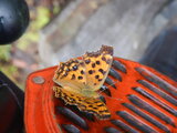 DSCN1333.JPG