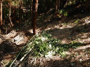 DSCN9287.JPG