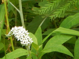DSCN9704.JPG