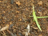 DSCN9984.JPG