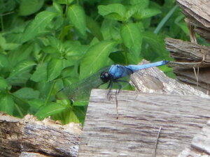 DSCN0826.JPG
