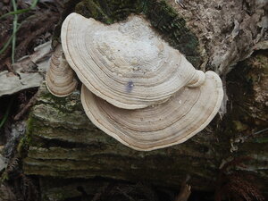 DSCN2144.JPG