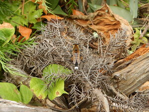 DSCN9681.JPG