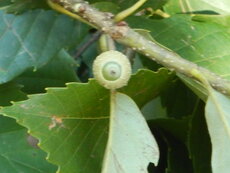 DSCN9804.JPG
