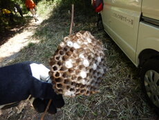 DSCN0919.JPG