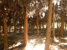 DSCN2272.JPG