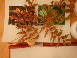 DSCN2647.JPG