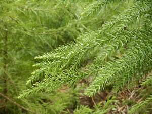 DSCN3438.JPG
