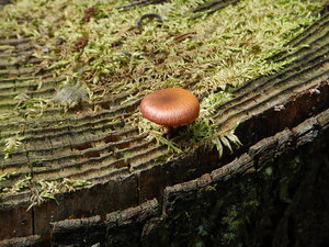DSCN4005.JPG