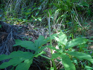 DSCN5122.JPG