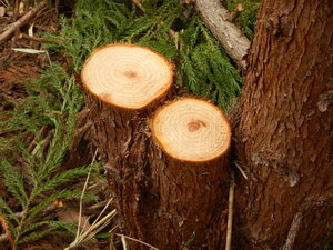 DSCN2418.JPG