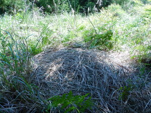 DSCN4878.JPG