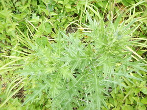DSCN5717.JPG