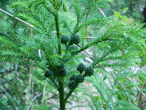 DSCN5721.JPG