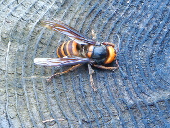 DSCN6185.JPG