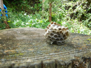 DSCN7385.JPG