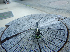 DSCN7493.JPG