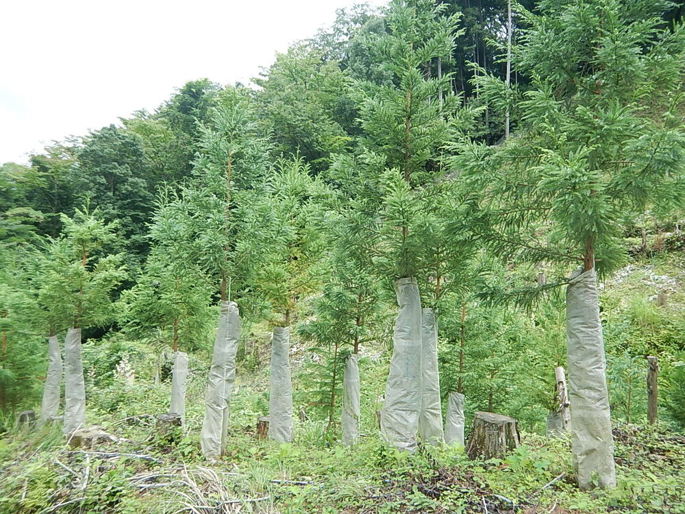 DSCN6767.JPG