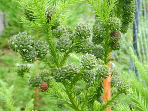 DSCN7604.JPG