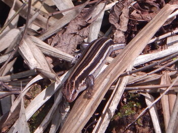 DSCN8727.JPG