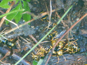 DSCN9190.JPG