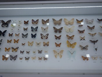 DSCN8950.JPG