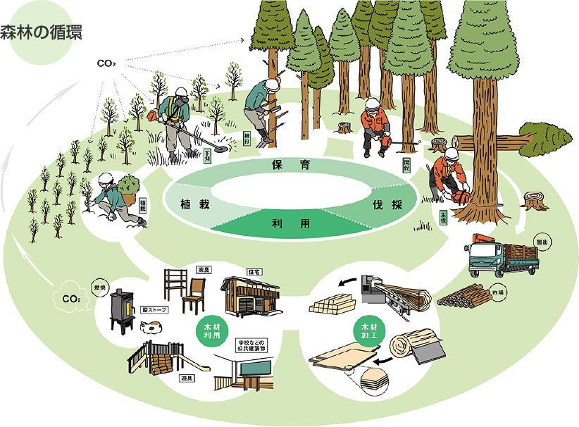森林の循環 イメージ